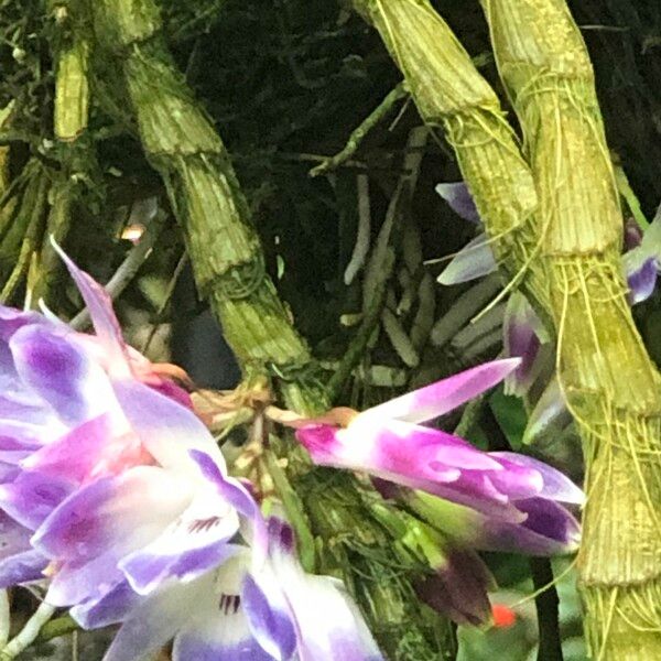 Dendrobium victoriae-reginae Květ