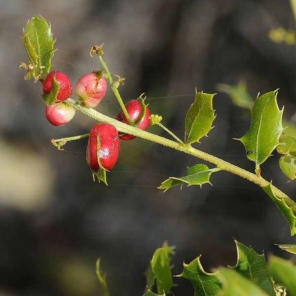 Quercus coccifera Fruit