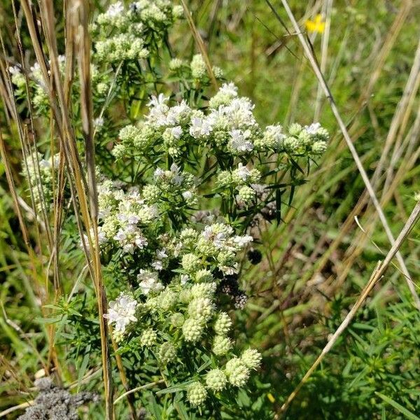 Pycnanthemum virginianum Цвят