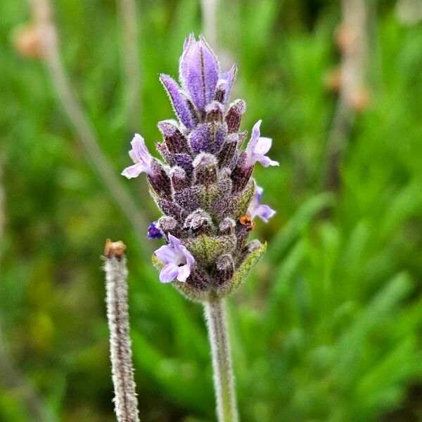 Lavandula dentata Flower