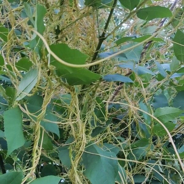 Cuscuta campestris Corteza