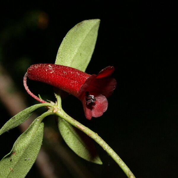 Rhododendron rubrobracteatum Flower