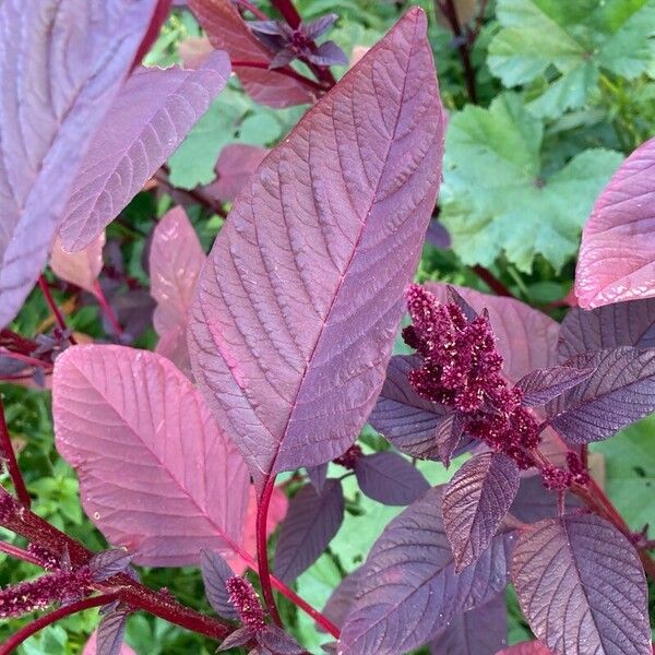 Amaranthus cruentus Liść