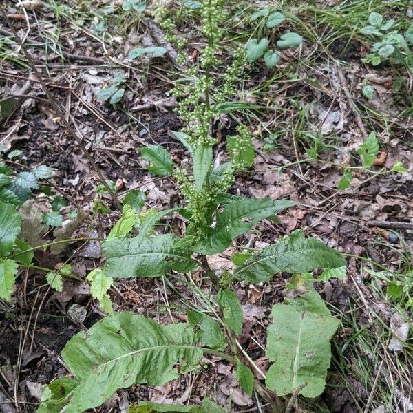 Rumex aquaticus 叶