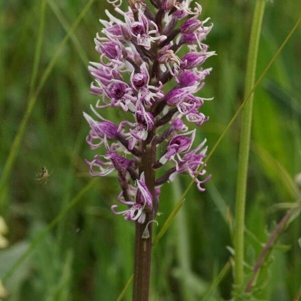 Orchis simia 花