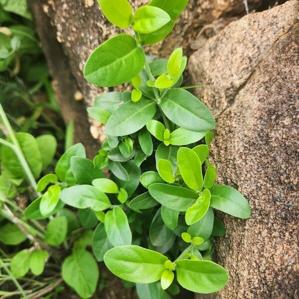 Barleria ventricosa Лист