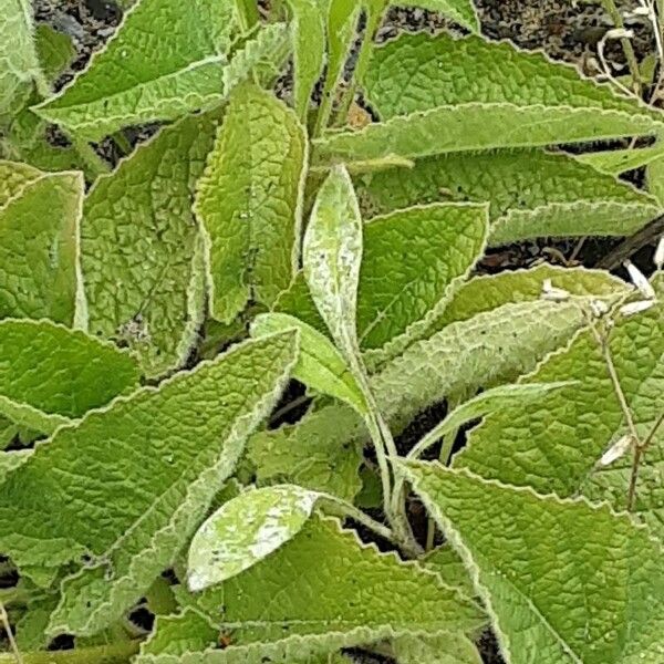 Salvia verticillata Leaf