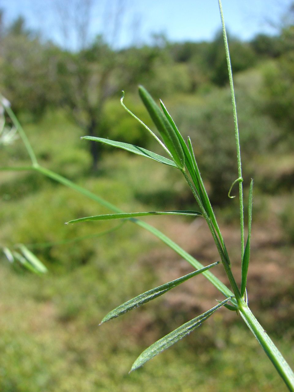 Taken Jun 1, 2013 by Tela Botanica − Paul FABRE (cc-by-sa)