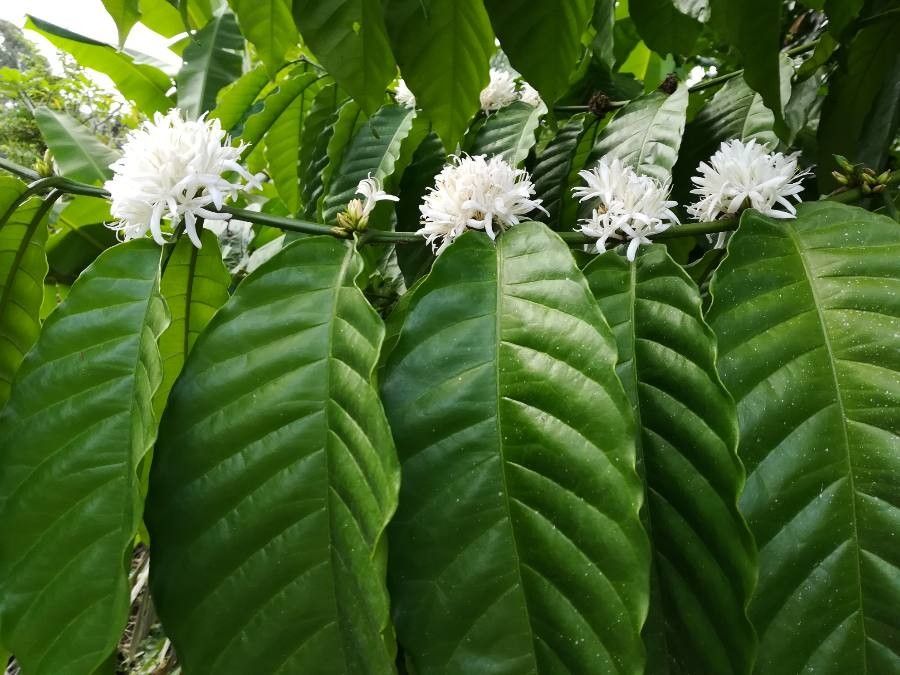 Coffea Arabica L World Flora Pl Ntnet Identify