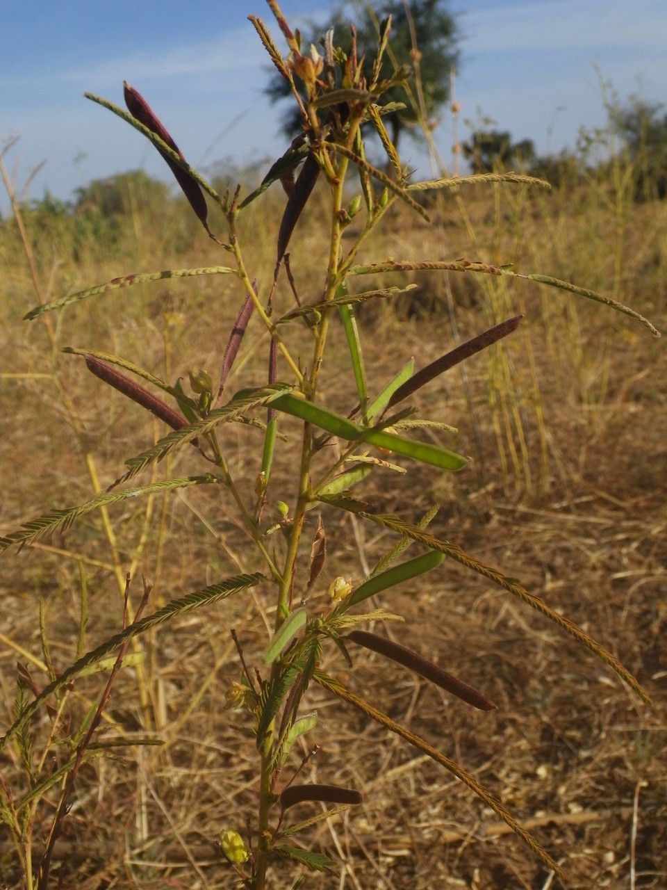 Taken Jan 2, 2013 by Tela Botanica − Sylvain PIRY (cc-by-sa)