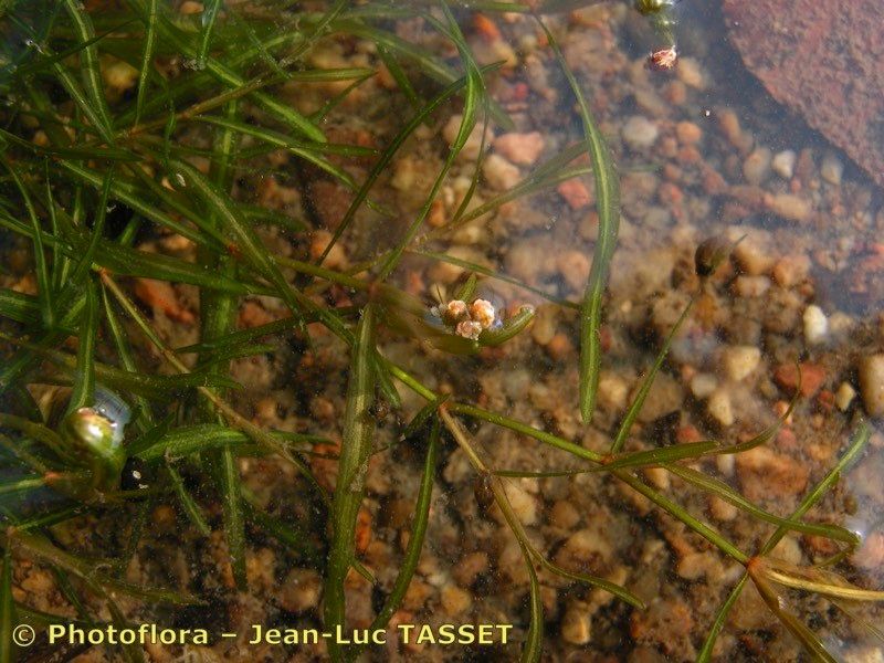 Taken Aug 15, 2003 by Photoflora - Jean-Luc TASSET (©)