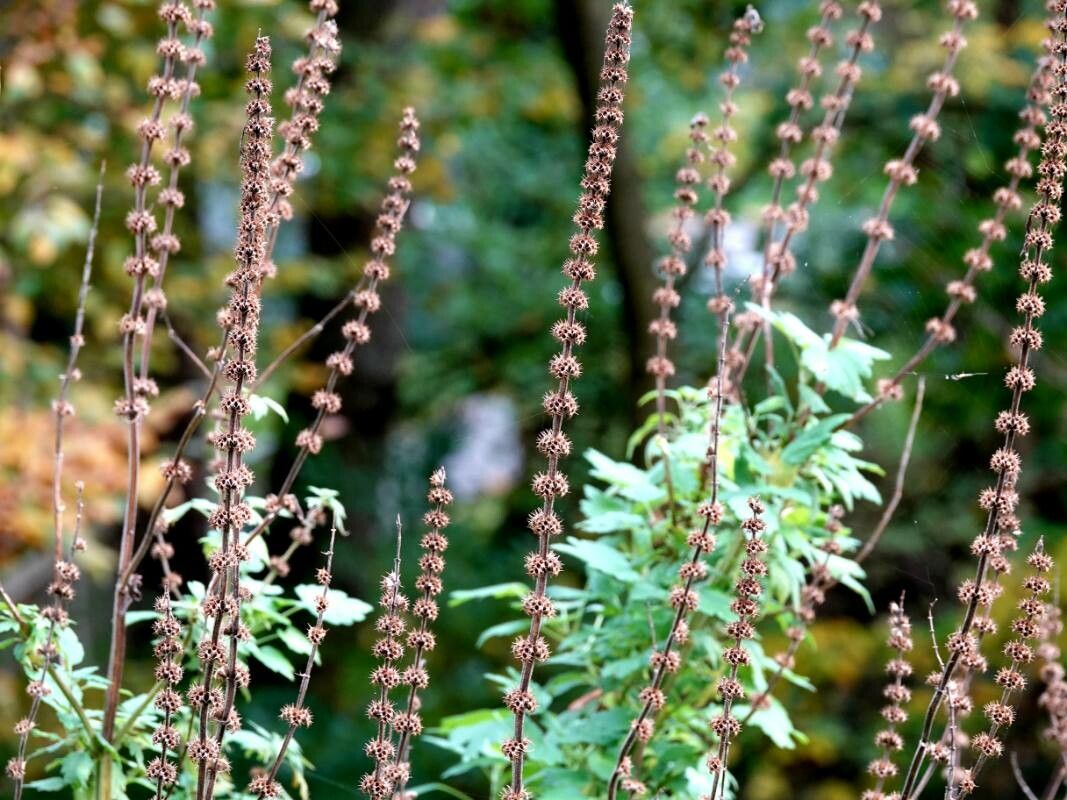 Motherwort