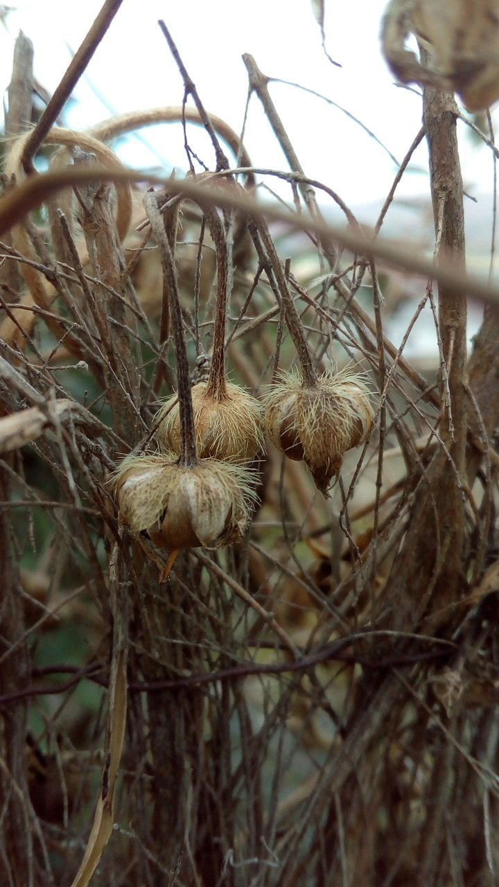 Taken Oct 29, 2016 by Tela Botanica − Florent BECK (cc-by-sa)