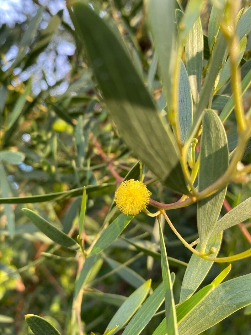 種子 Acacia 25粒+ Confusa