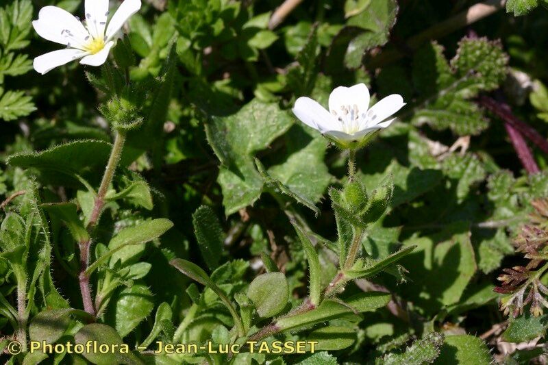 Taken Feb 15, 2006 by Photoflora - Jean-Luc TASSET (©)