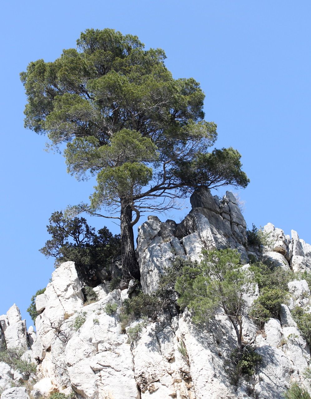 Jerusalem pine