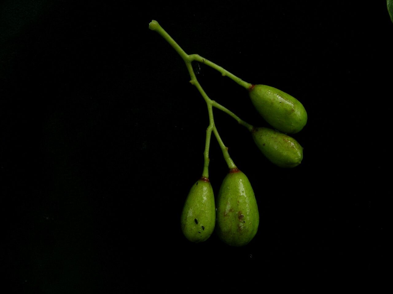 Taken Jun 15, 2008 by Royal Botanic Garden Edinburgh - Anonymous (cc-by-nc)