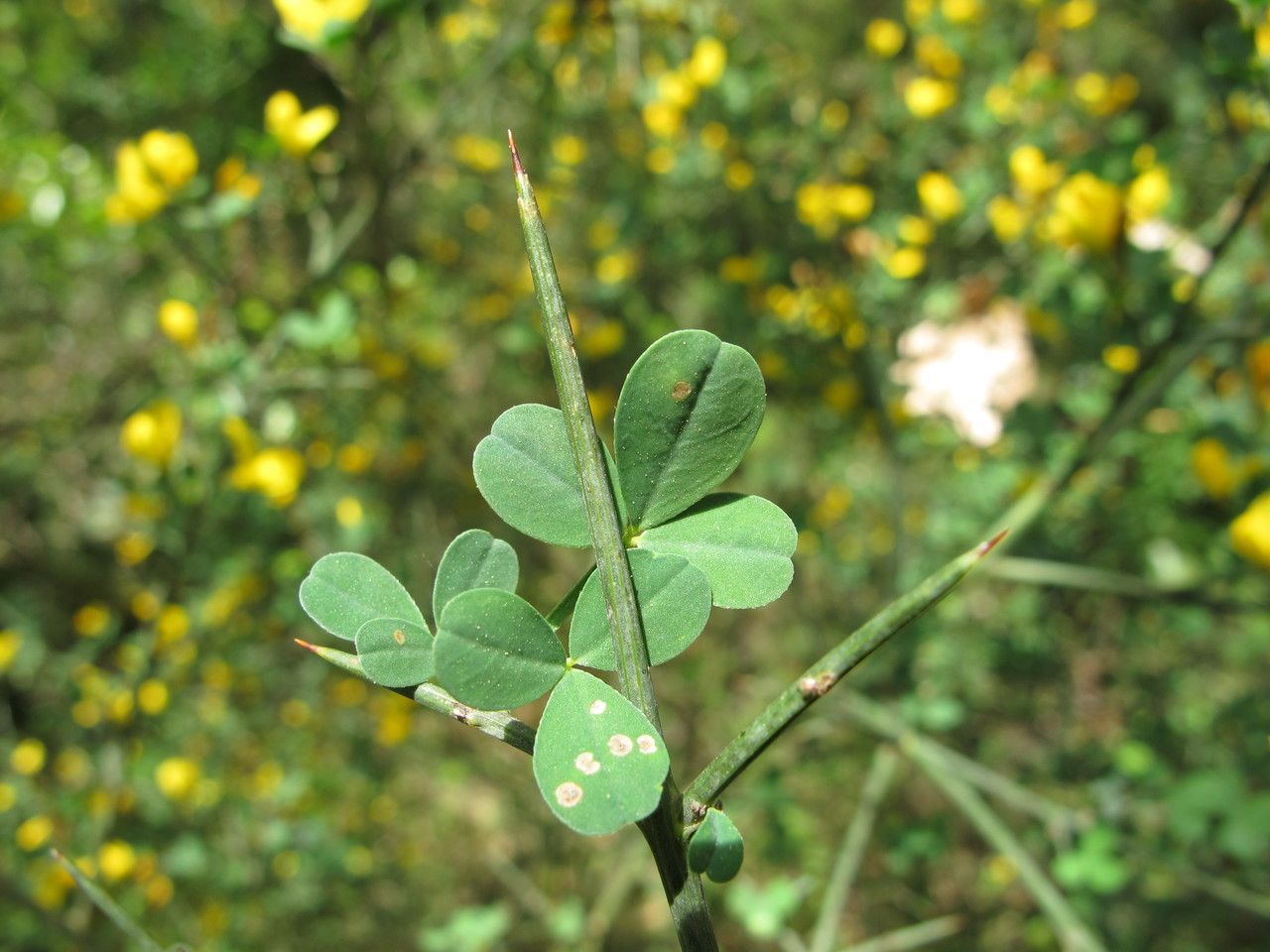 Taken May 11, 2014 by Tela Botanica − Hugues TINGUY (cc-by-sa)