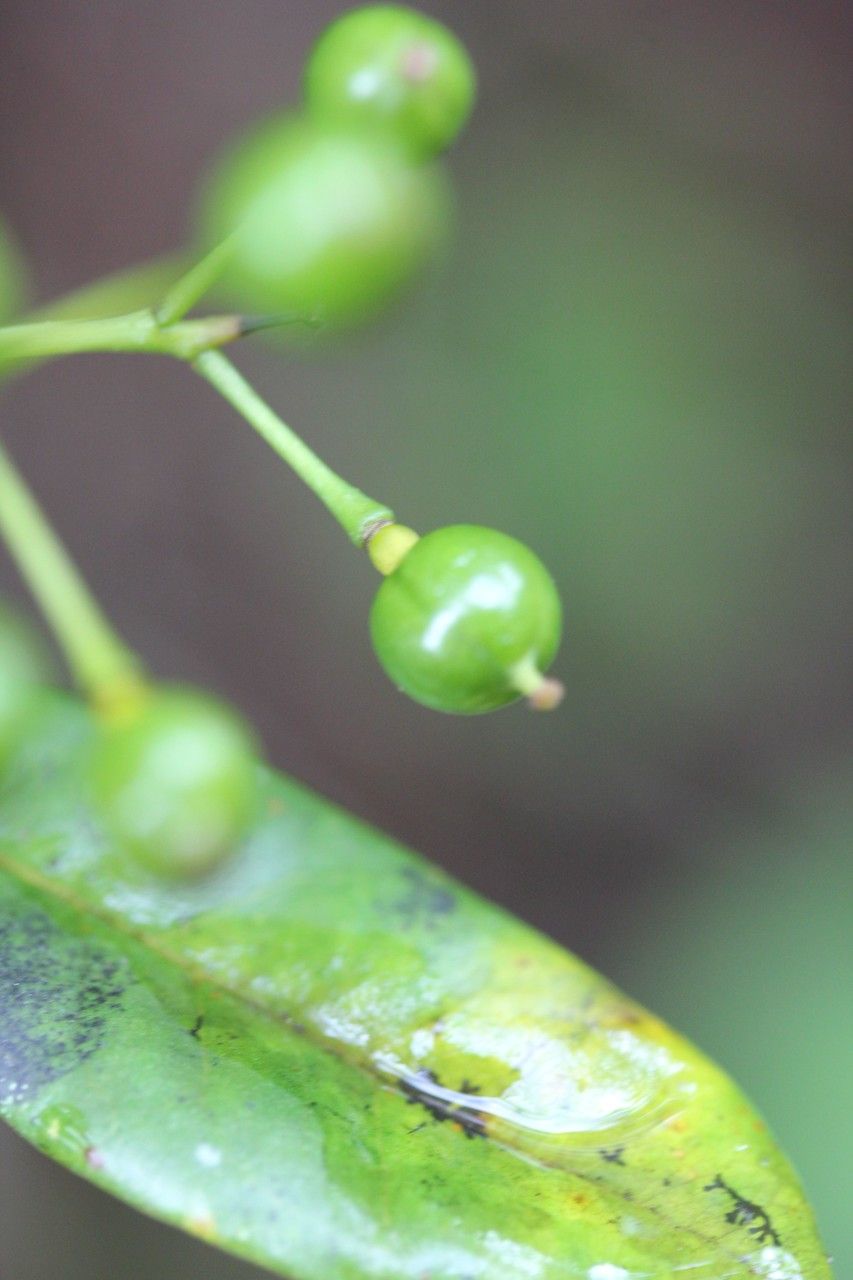 Taken Jan 6, 2016 by Tela Botanica − Leiticia DIMBA (cc-by-sa)