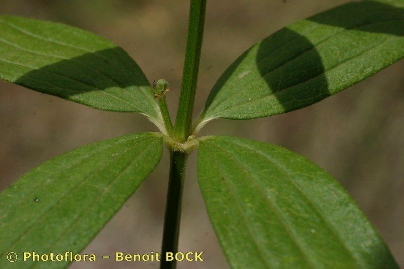 Taken Jul 15, 2005 by Photoflora - Benoit BOCK (©)