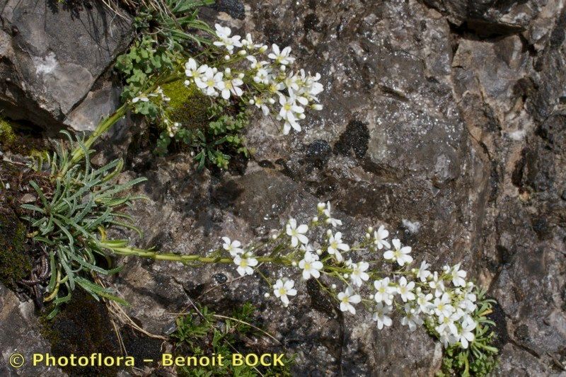 Taken Jul 15, 2013 by Photoflora - Benoit BOCK (©)