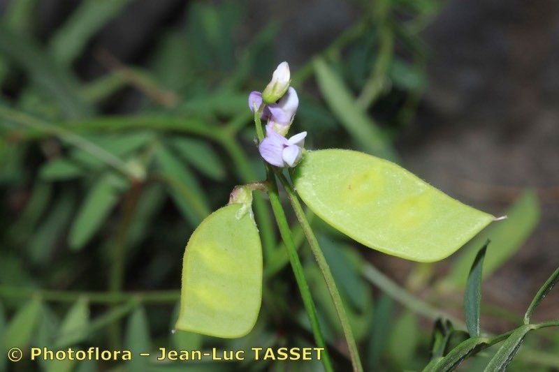 Taken Feb 15, 2012 by Photoflora - Jean-Luc TASSET (©)