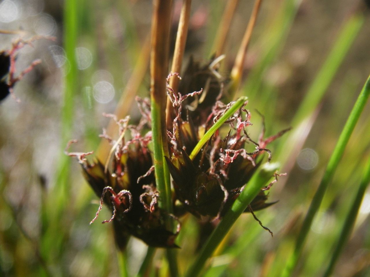 Taken Aug 19, 2012 by Tela Botanica − Sylvain PIRY (cc-by-sa)