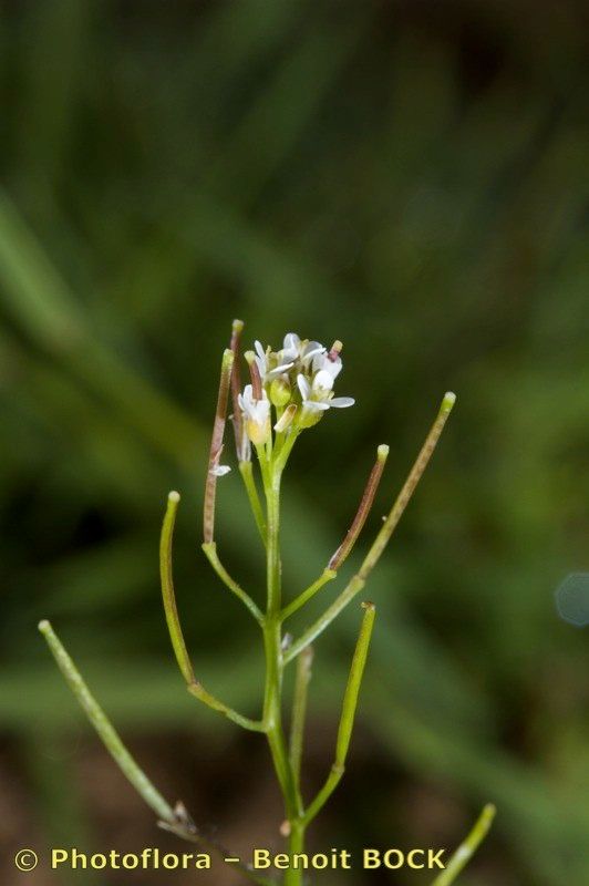 Taken Aug 15, 2010 by Photoflora - Benoit BOCK (©)