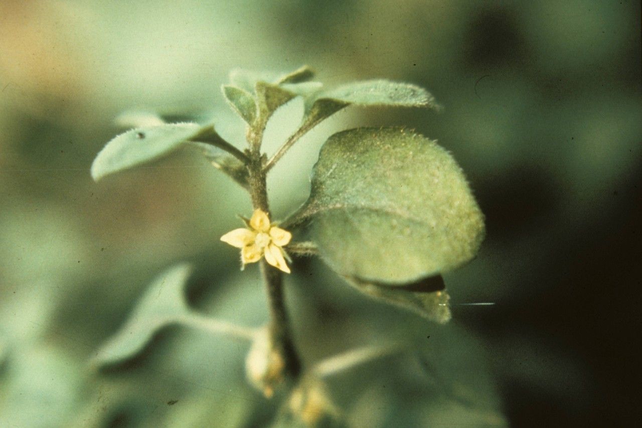 Taken Jan 1, 1900 by EOL − WVU Herbarium (cc-by-nc-sa)