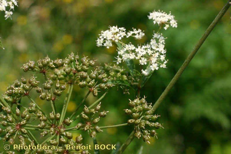 Taken Jul 15, 2006 by Photoflora - Benoit BOCK (©)