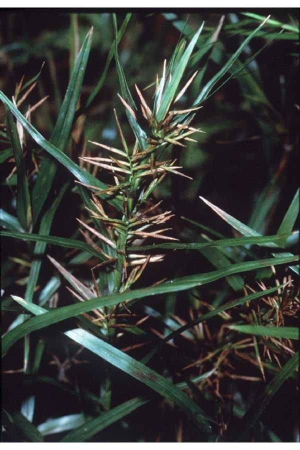 Taken Jan 1, 1900 by EOL − USDA NRCS Wetland Science Institute. (public)