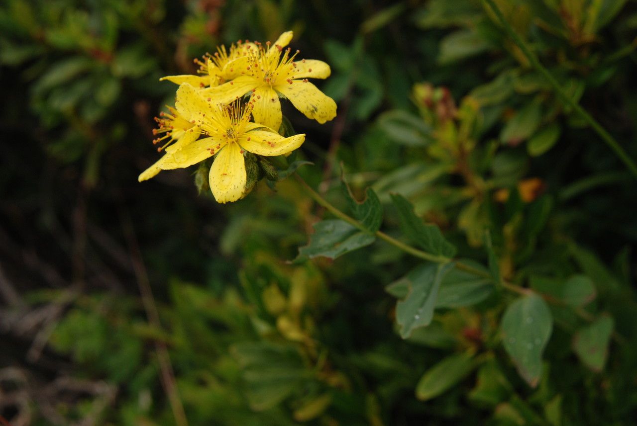 Taken Aug 2, 2009 by Tela Botanica − Laurent LEGRAS (cc-by-sa)