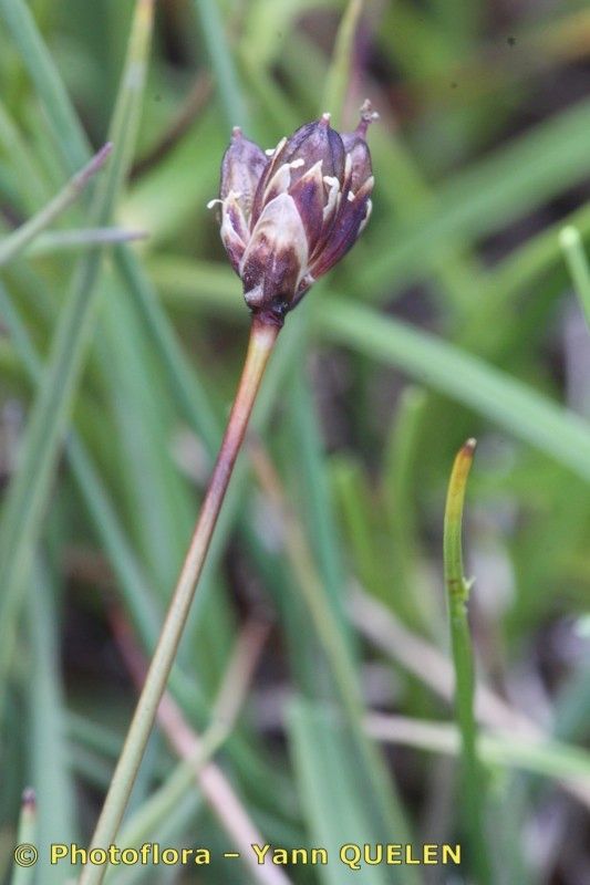 Taken Jul 15, 2012 by Photoflora - Yann QUELEN (©)