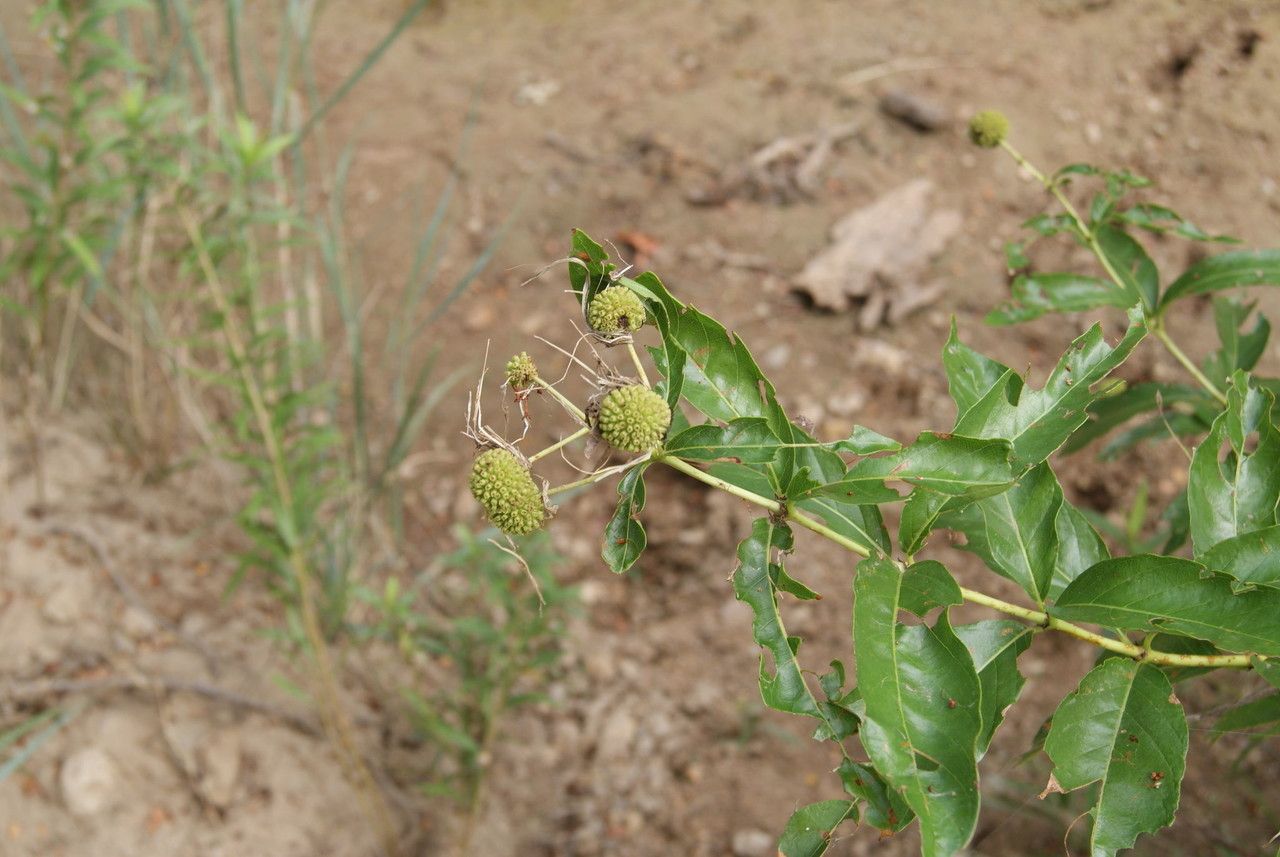 Plant Image 2