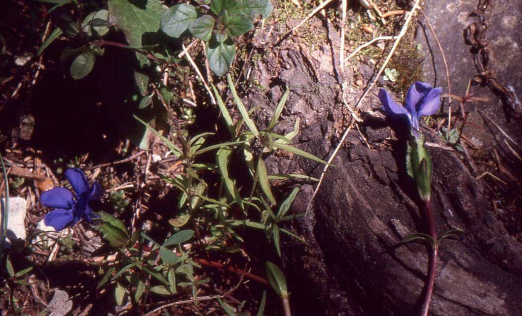 Taken Jul 2, 1999 by Tela Botanica − Liliane ROUBAUDI (cc-by-sa)