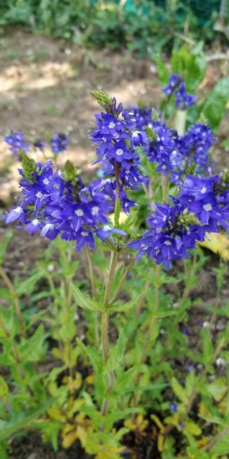 Veronica Austriaca L 卷毛婆婆纳 World Flora Pl Ntnet Identify