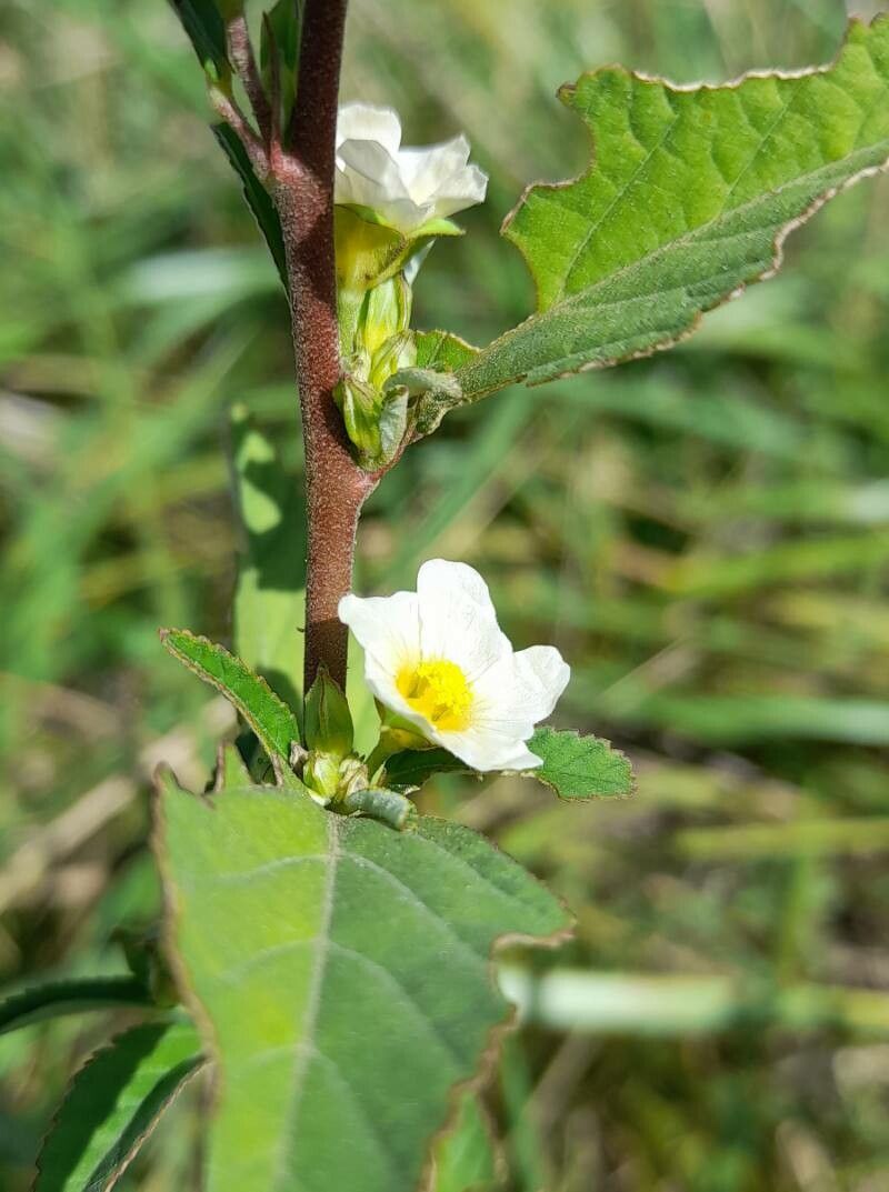 Sida spinosa detail - FSUS