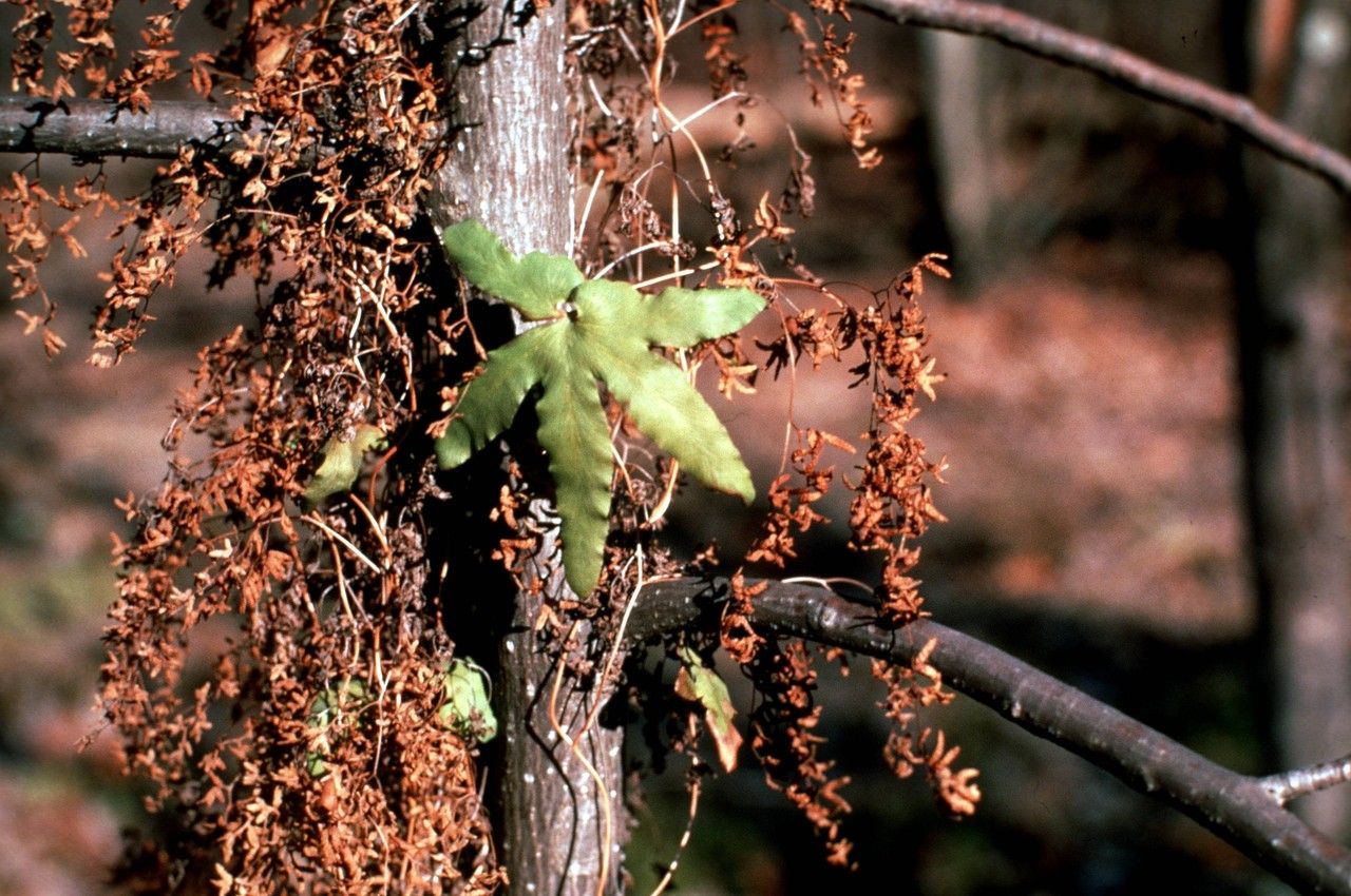 Taken Jan 1, 1900 by EOL − WVU Herbarium (cc-by-nc-sa)