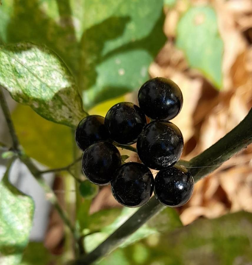 Maria-pretinha  Solanum americanum – Entre Plantas