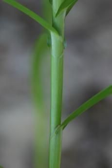 Plant Image 1