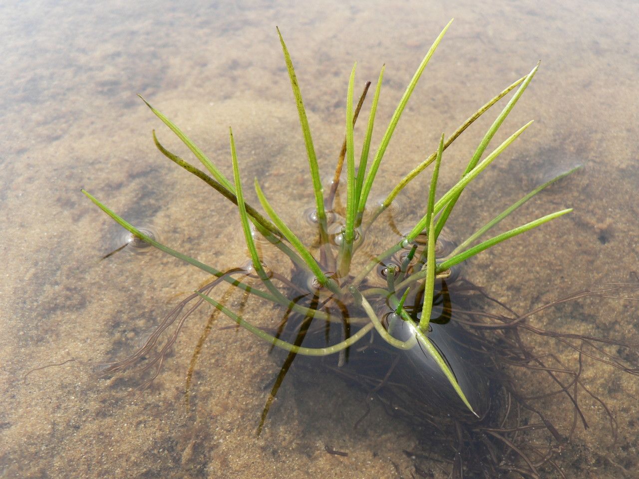 Isoetes boryana Durieu, Gascoyne Quillwort (World flora) - Pl@ntNet ...