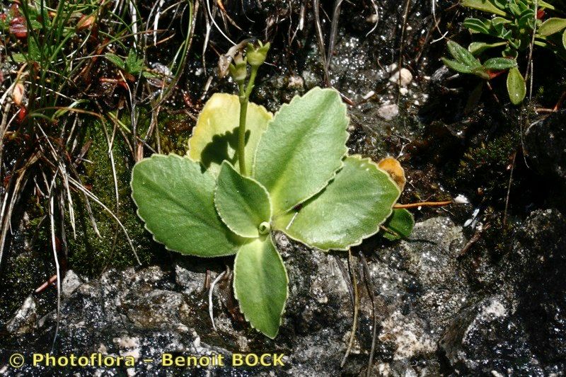 Taken Jul 15, 2007 by Photoflora - Benoit BOCK (©)