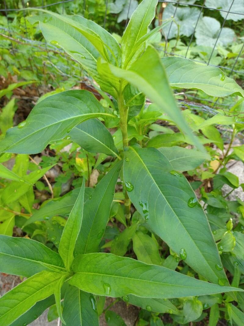 Persicaria lapathifolia (L.) Delarbre