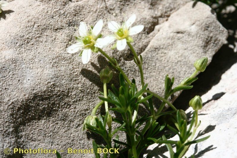 Taken Jul 15, 2007 by Photoflora - Benoit BOCK (©)