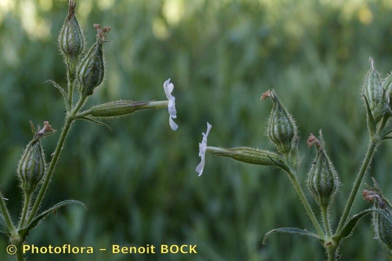 Taken Jul 15, 2012 by Photoflora - Benoit BOCK (©)