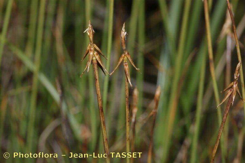 Taken Aug 15, 2012 by Photoflora - Jean-Luc TASSET (©)