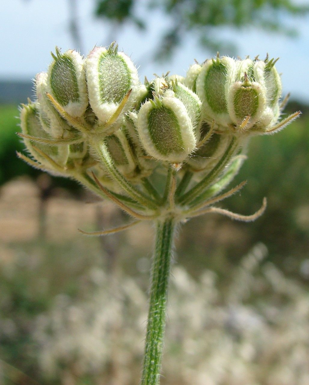 Taken Jun 14, 2014 by Tela Botanica − Paul FABRE (cc-by-sa)