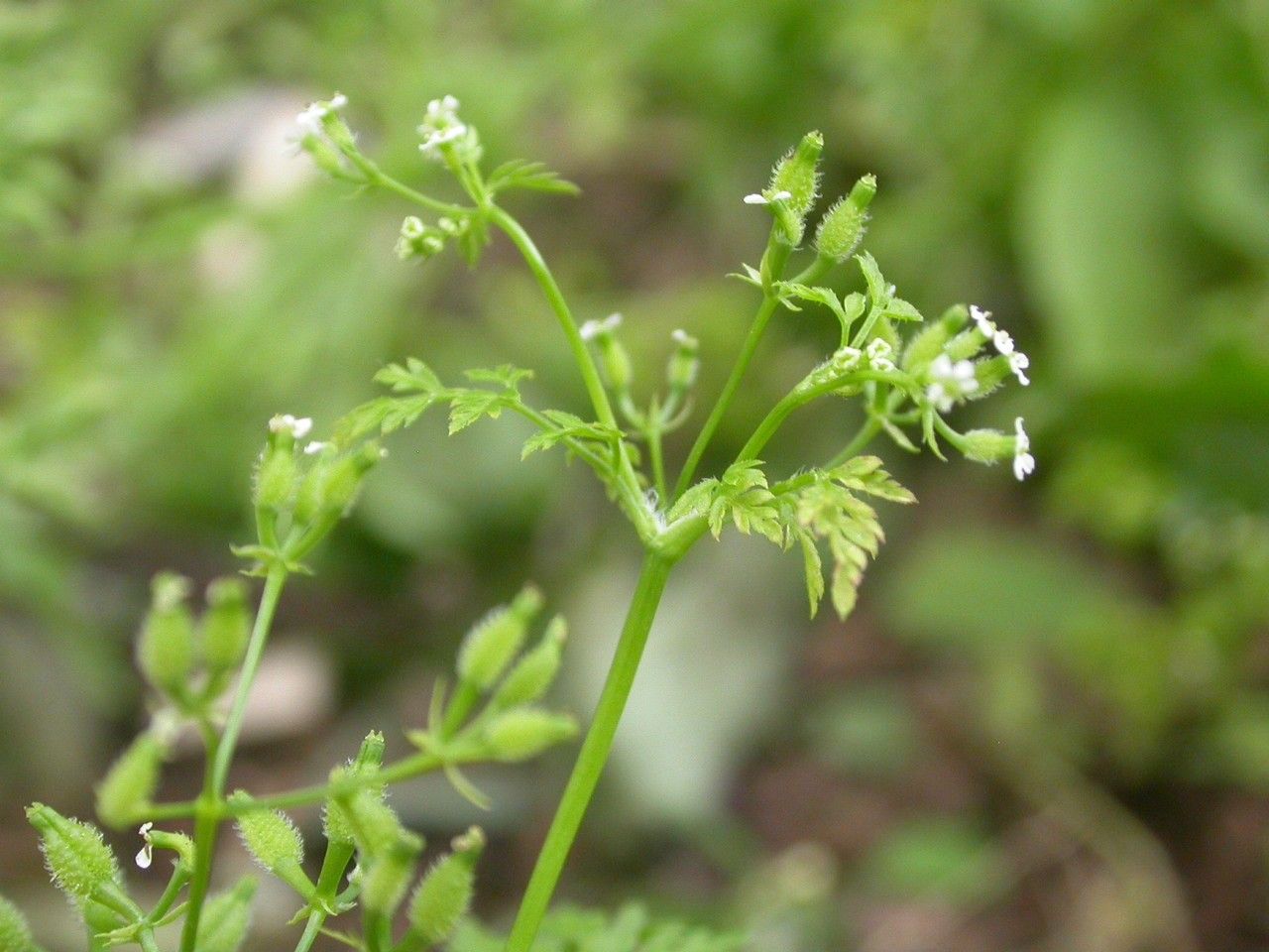 Taken May 24, 2006 by Tela Botanica − Julien BARATAUD (cc-by-sa)