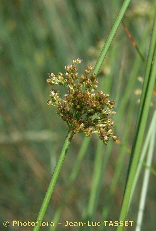 Plant Image 1