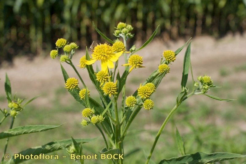 Taken Jul 15, 2009 by Photoflora - Benoit BOCK (©)